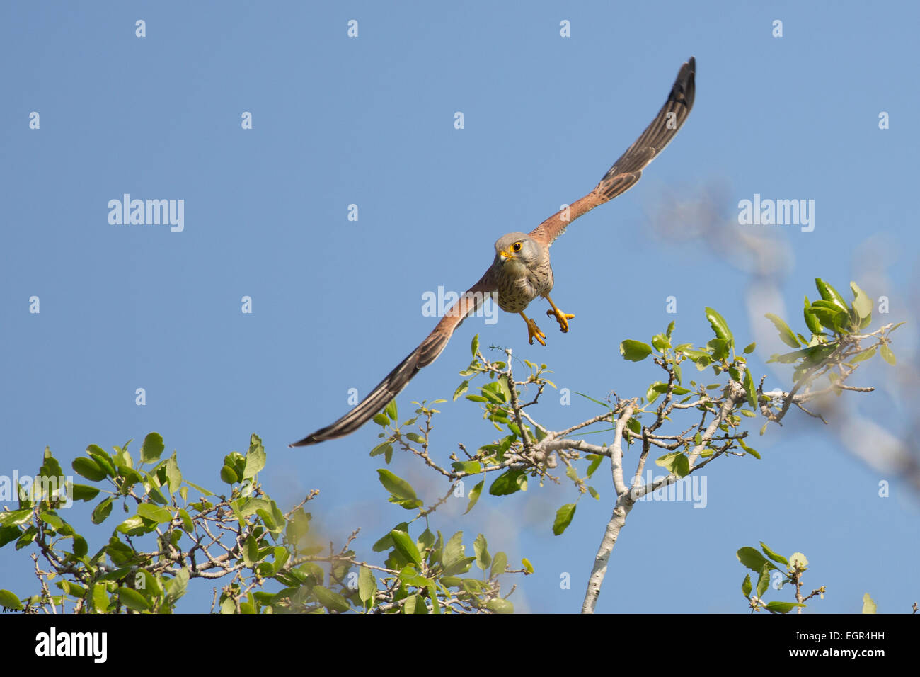 Common kestrel (Falco tinnunculus) in flight. This bird of prey is a member of the falcon (Falconidae) family. It is widespread Stock Photo