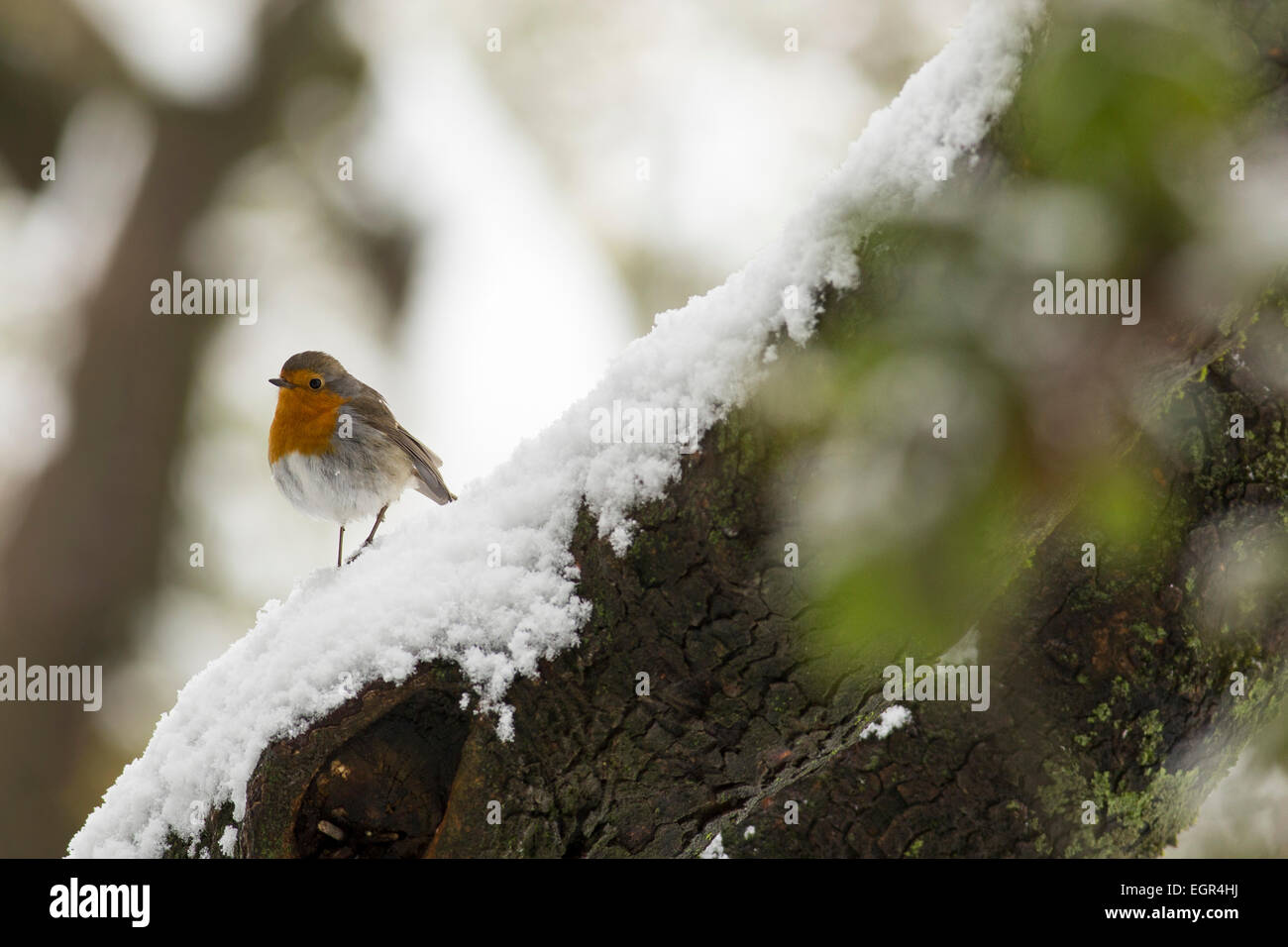European Robin (Erithacus rubecula) perched on a branch in the snow, Photographed in Israel in January Stock Photo