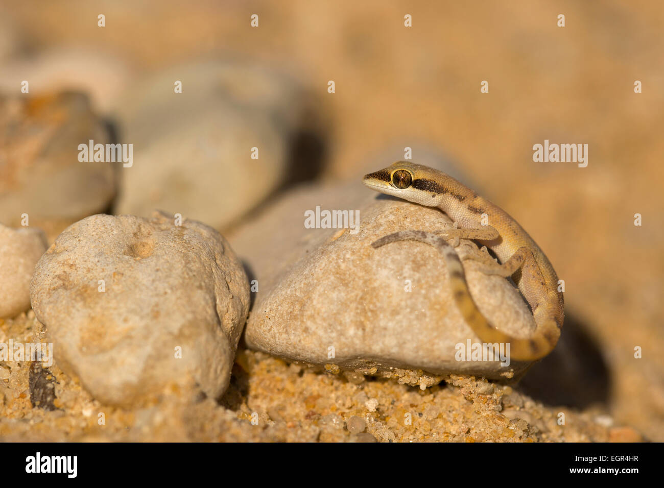 Algerian Sand Gecko, (Tropiocolotes steudneri) AKA Dwarf Geckos or Steudner's pygmy gecko. Photographed in Israel in December Stock Photo