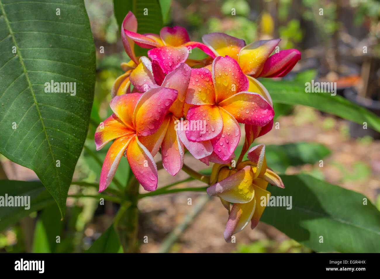 Blooming Frangipani (Plumeria tricolor) Photographed in a botanic garden, Eilat Stock Photo