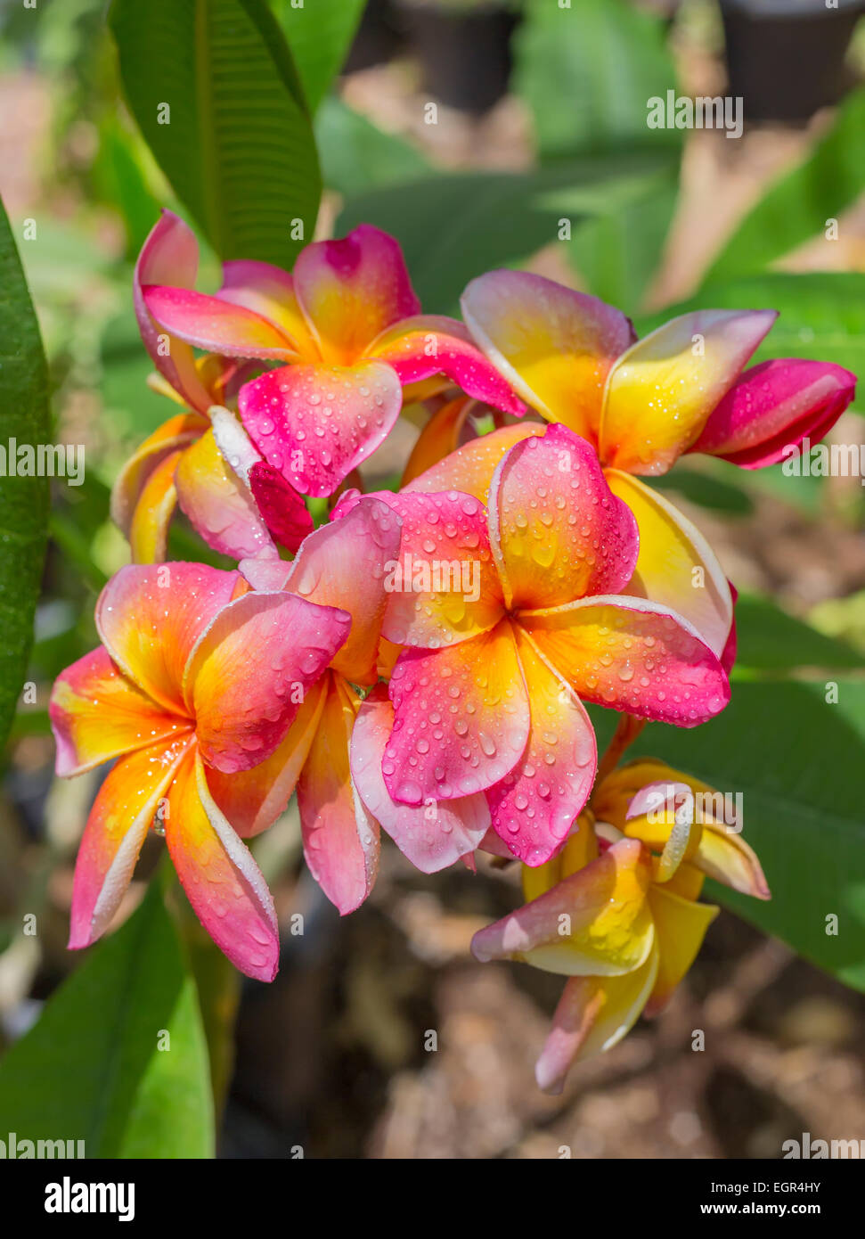 Blooming Frangipani (Plumeria tricolor) Photographed in a botanic garden, Eilat Stock Photo
