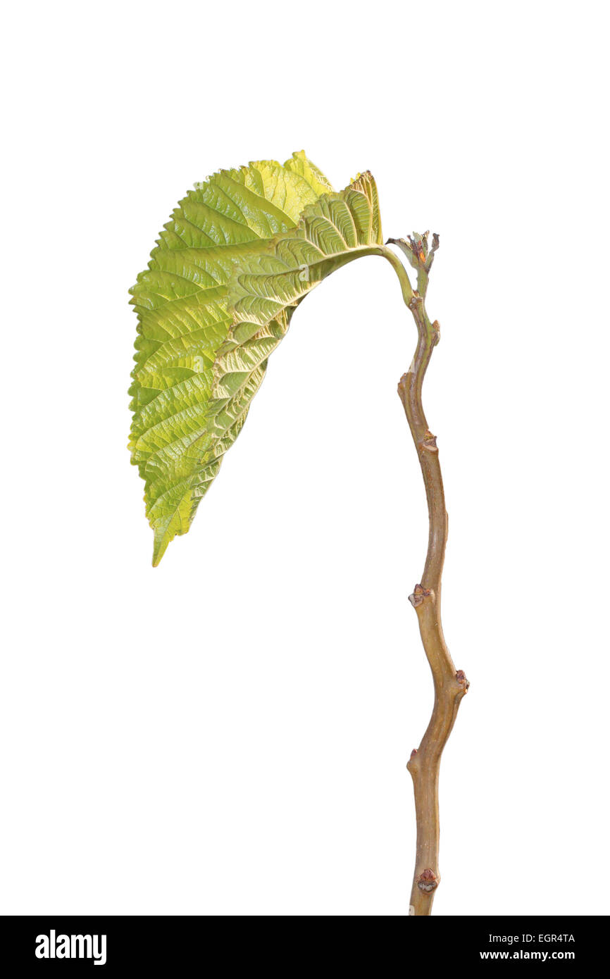 sprout leaf isolated on white background Stock Photo - Alamy