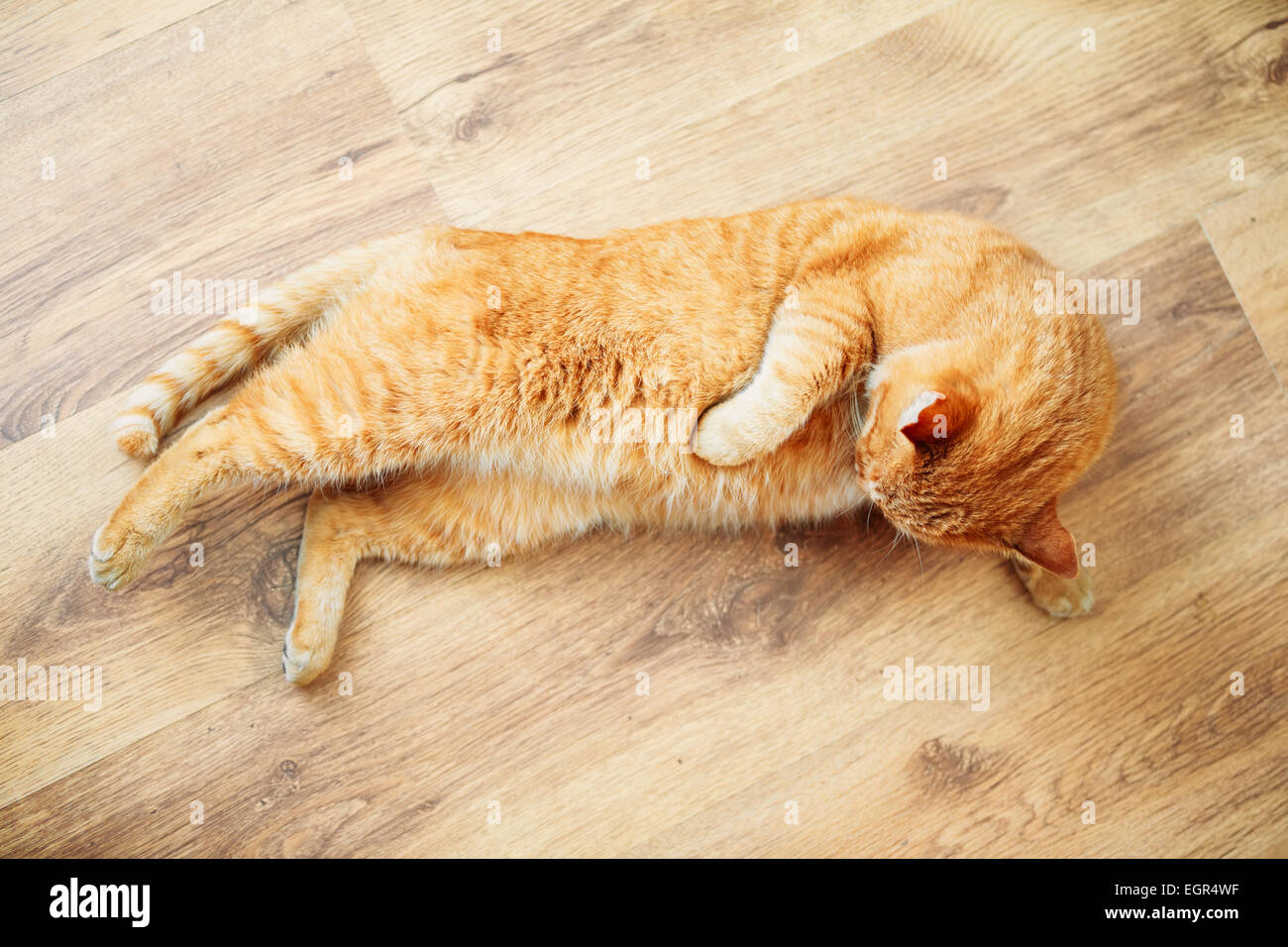 Peaceful Orange Red Tabby Cat Male Kitten Curled Up Sleeping In His Bed ...