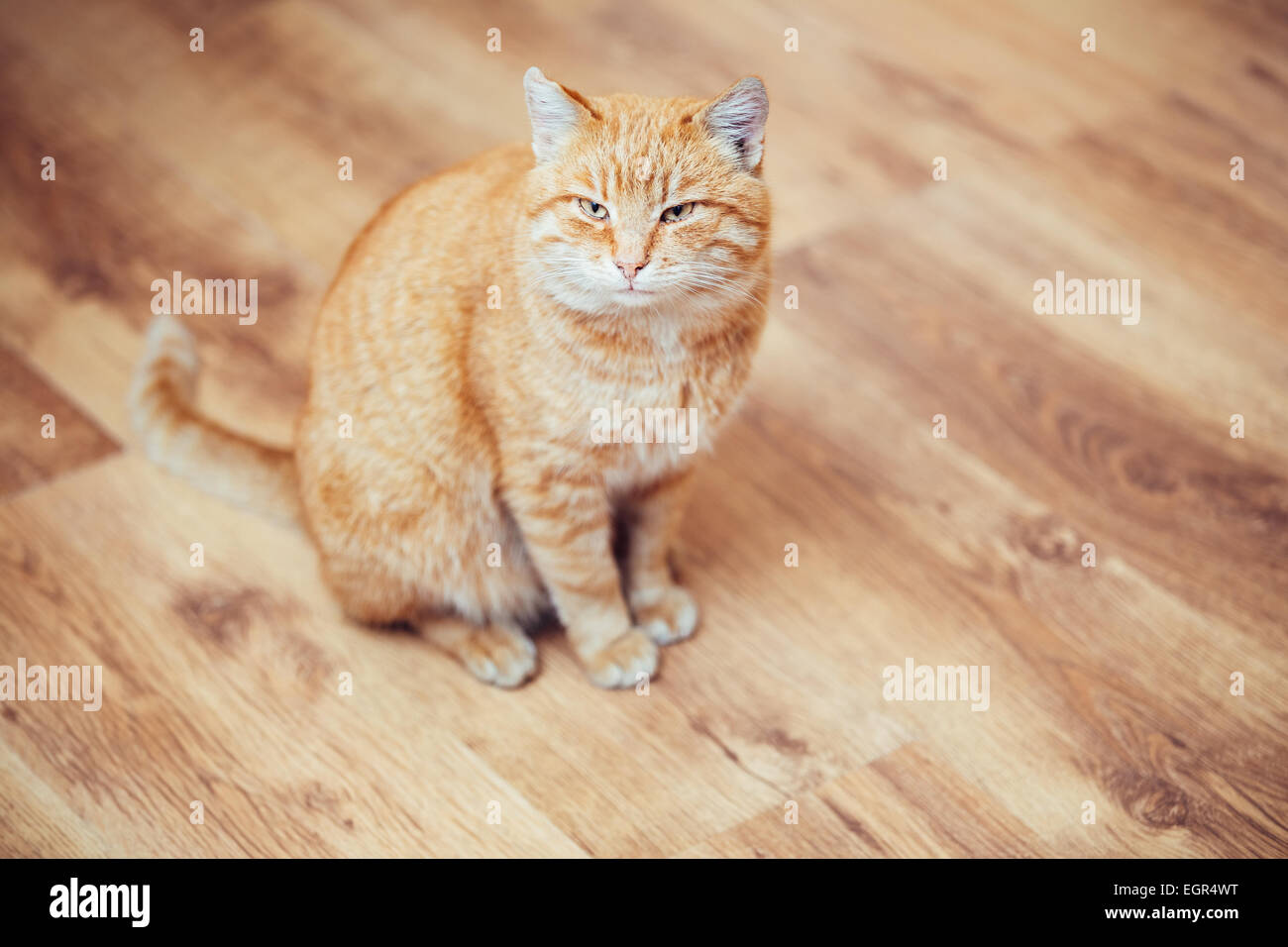 Peaceful Orange Red Tabby Cat Male Kitten Curled Up Sleeping In His Bed On Laminate Floor. Stock Photo