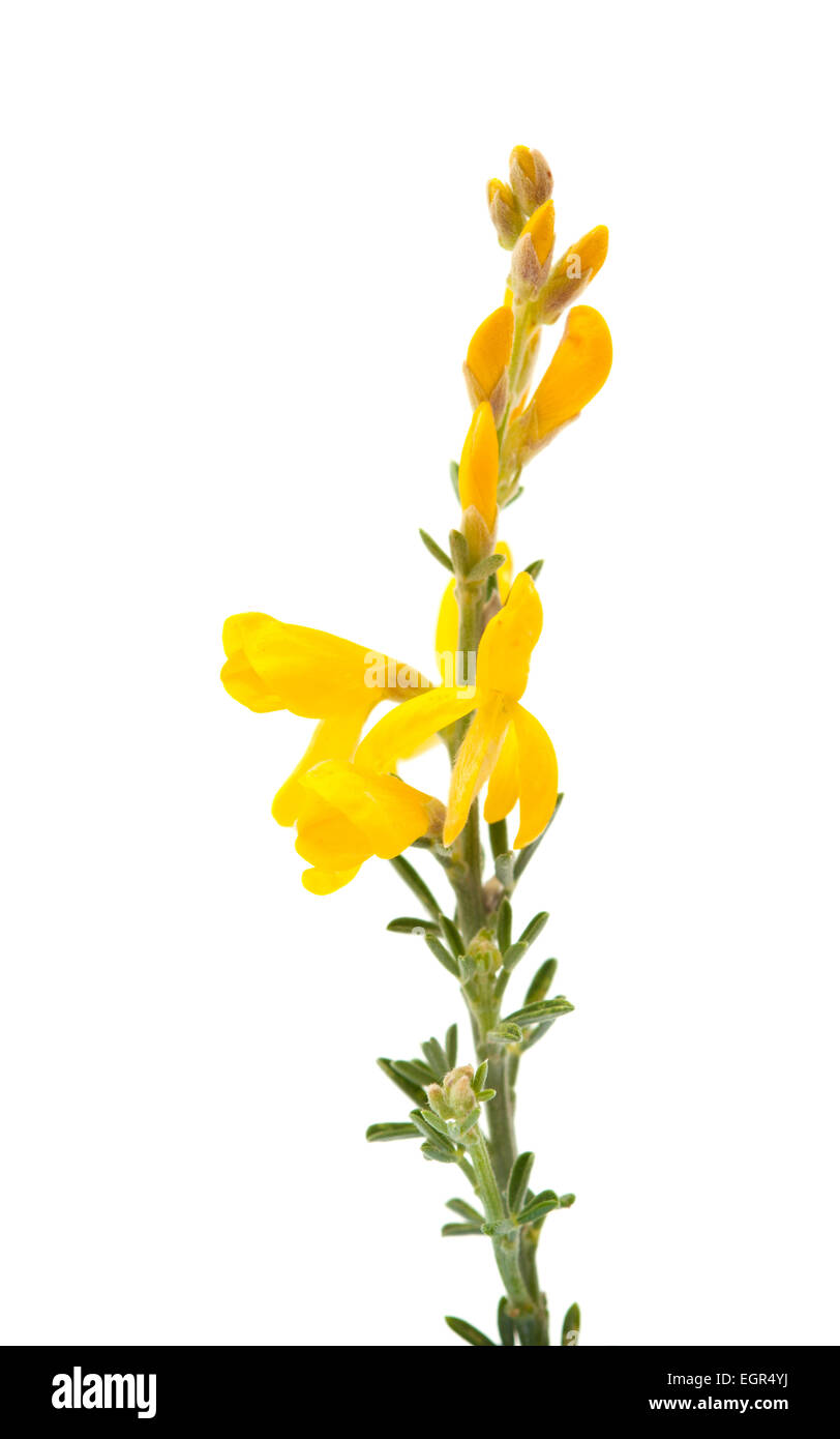 Genista microphylla, broom species endemic to Gan Canaria, isolated on white Stock Photo