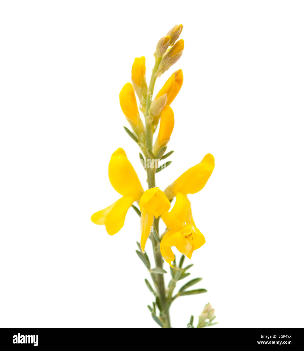 Genista microphylla, broom species endemic to Gan Canaria, isolated on white Stock Photo