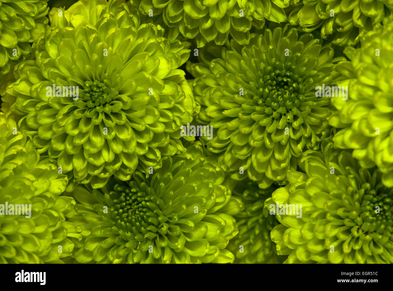 Bulk Green Button Poms Daisy Flowers for Sale Online @ Flower Explosion