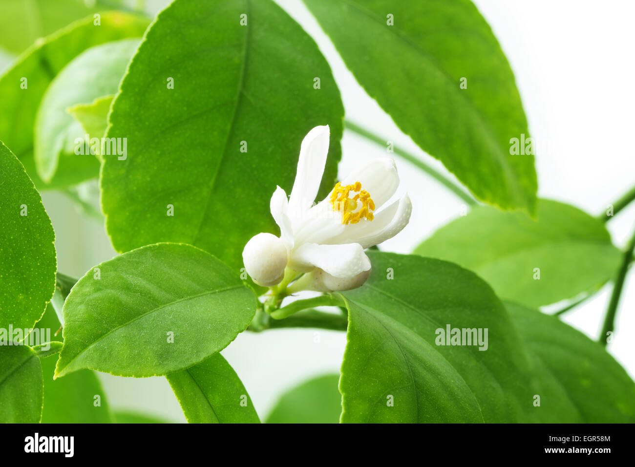 lemon blossoms isolated on white background Stock Photo - Alamy