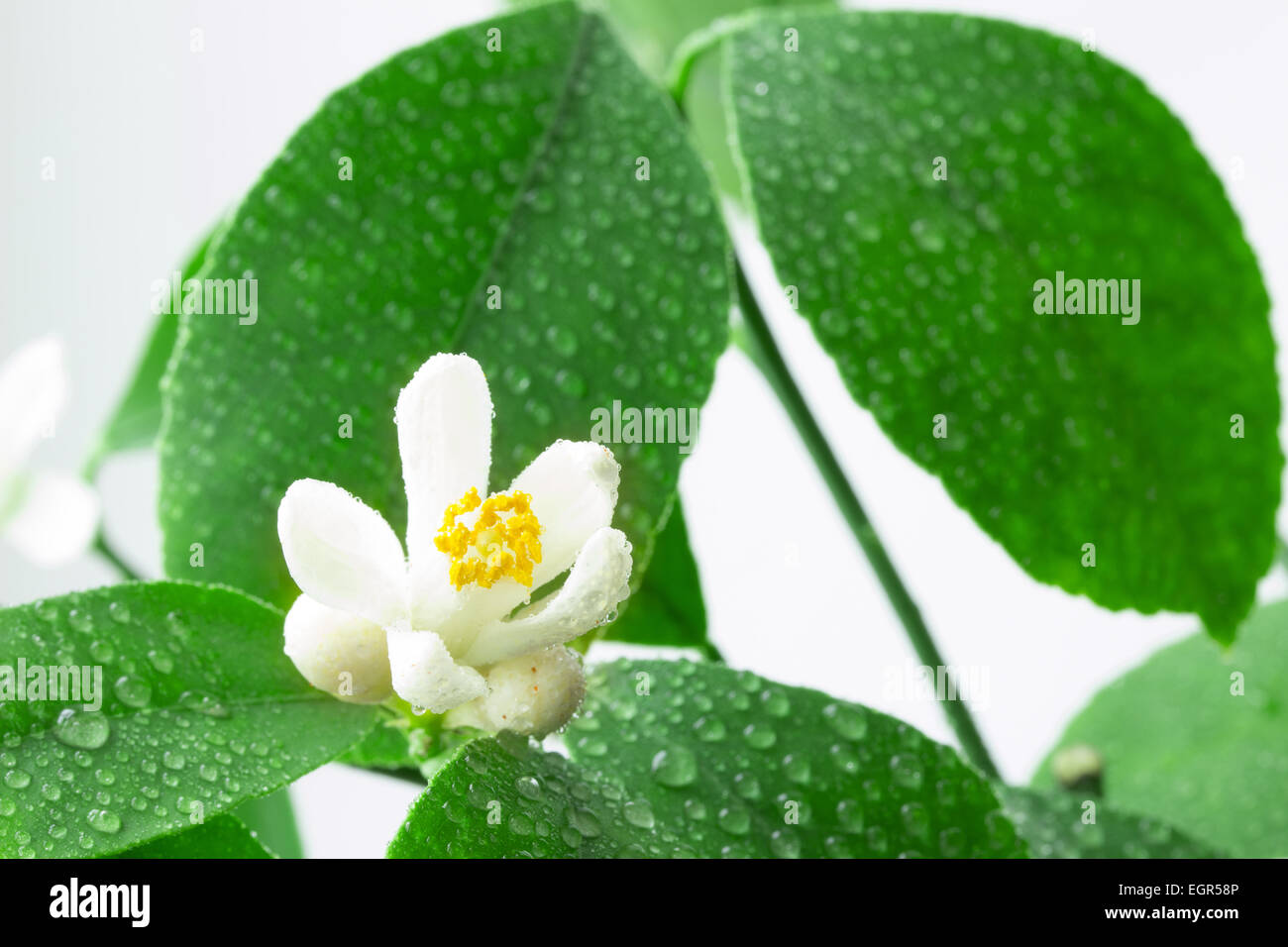 lemon blossoms isolated on white background Stock Photo - Alamy