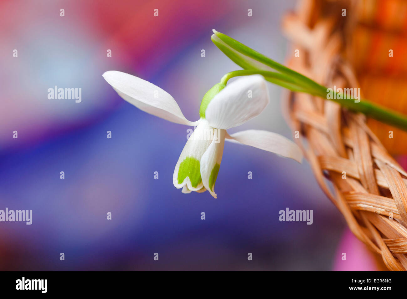 Beauty flower of white snowdrop on multicolour background Stock Photo