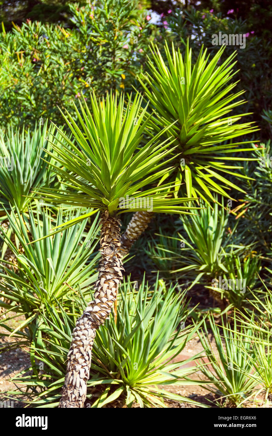 Yucca palm tree hires stock photography and images Alamy