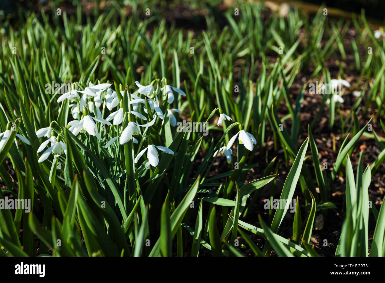 Snowdrops Rhs Snowdrops on a Bright Spring Day at RHS Hyde Hall Stock Photo - Alamy