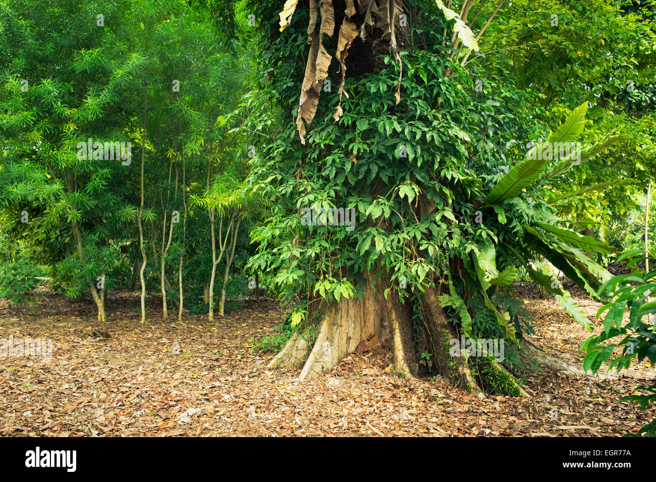 giant stem of pterocarpus indicus tree with many tropical plants in Singapore Botanical garden Stock Photo