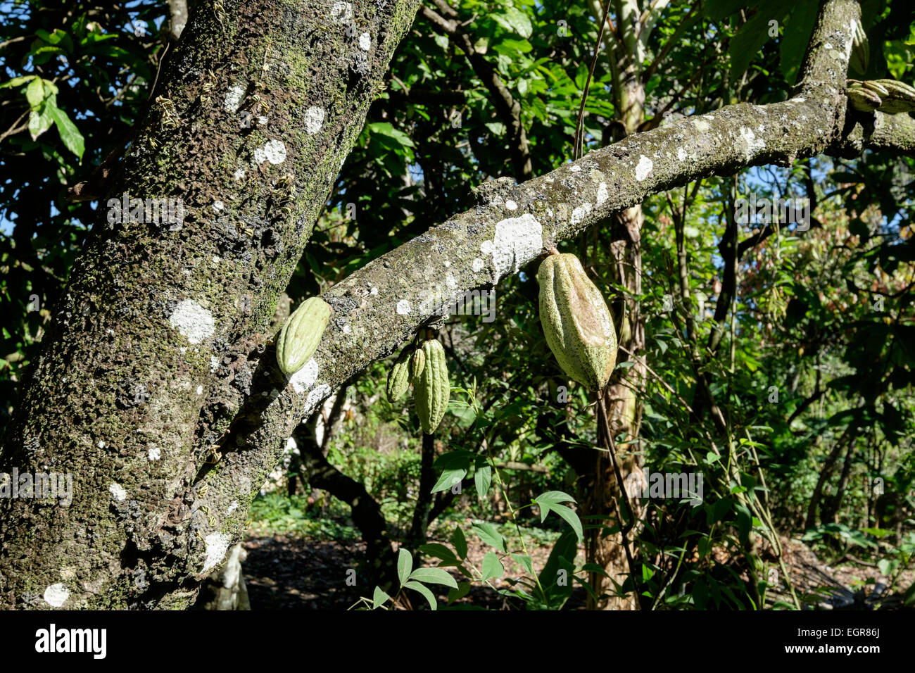 Cocoa pods growing on a Theobroma cacao tree in mixed plantation. Dominican Republic Caribbean Islands West Indies Stock Photo