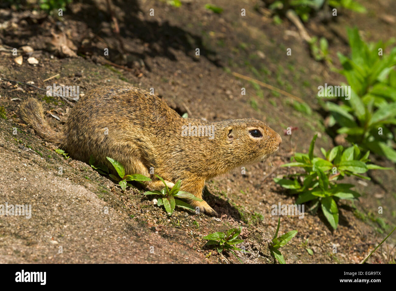 European Ground Squirrel / Spermophilus citellus Stock Photo