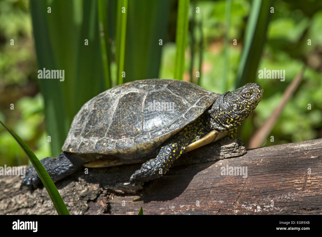 European pond turtle (Emys orbicularis), Germany, Europe Stock Photo