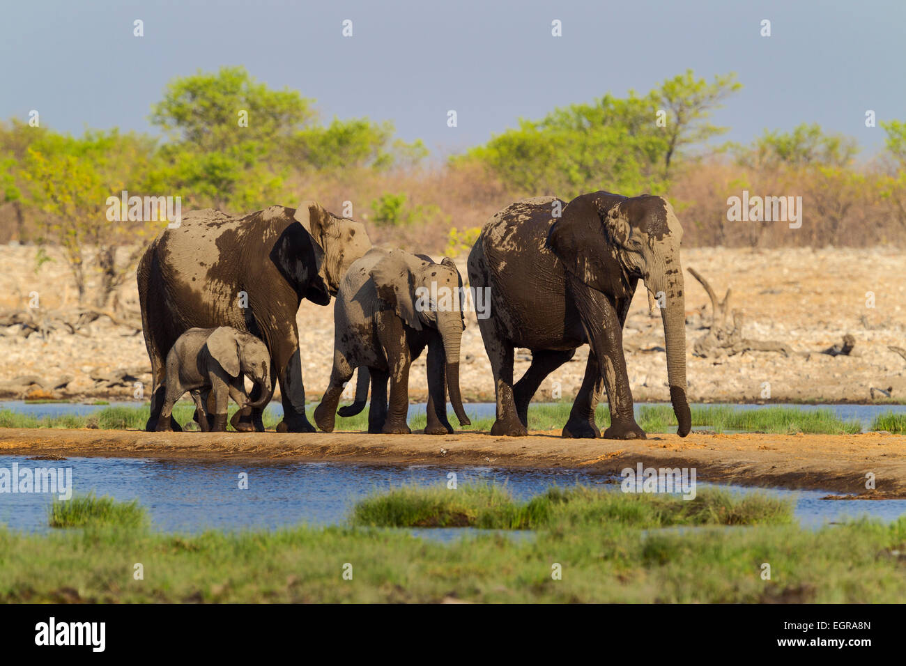 A small elephant herd passing a water hole in Etosha National Park, Namibia. Stock Photo