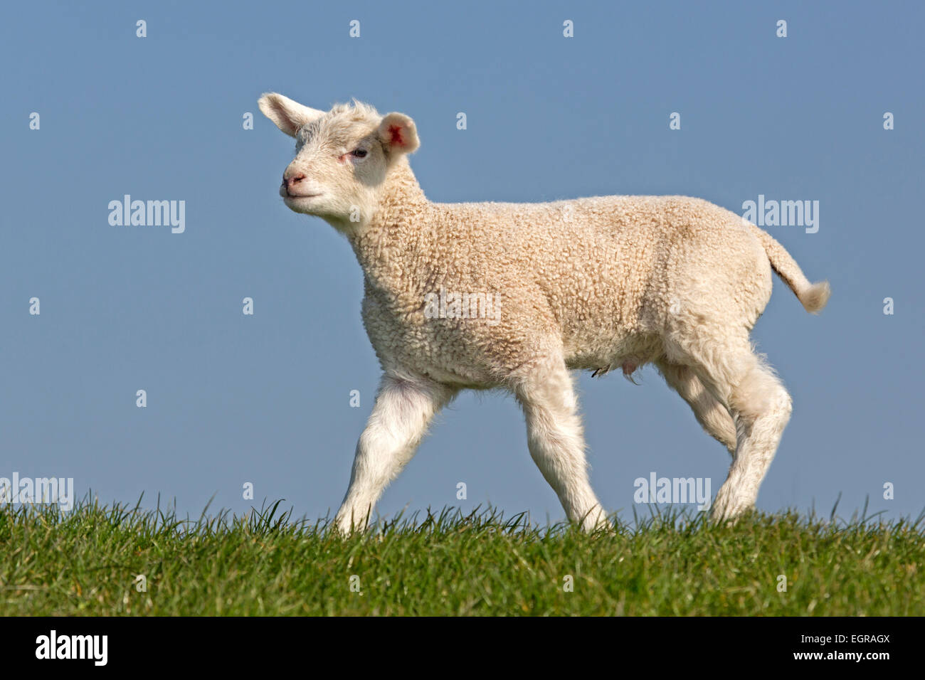 Young Domestic sheep (Ovis orientalis aries) Stock Photo