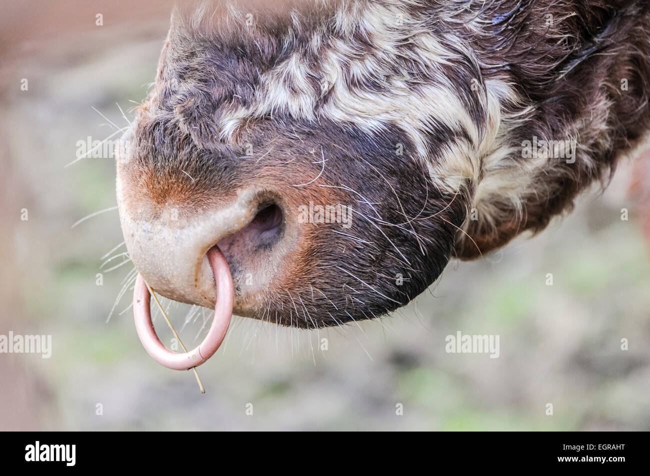 Ring through the nose of a Simmental Bull Stock Photo Alamy
