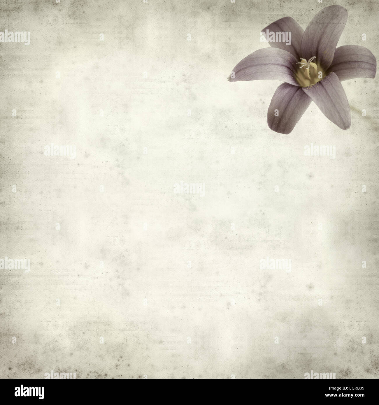 textured old paper background with Romulea columnae grandiscapa Stock Photo