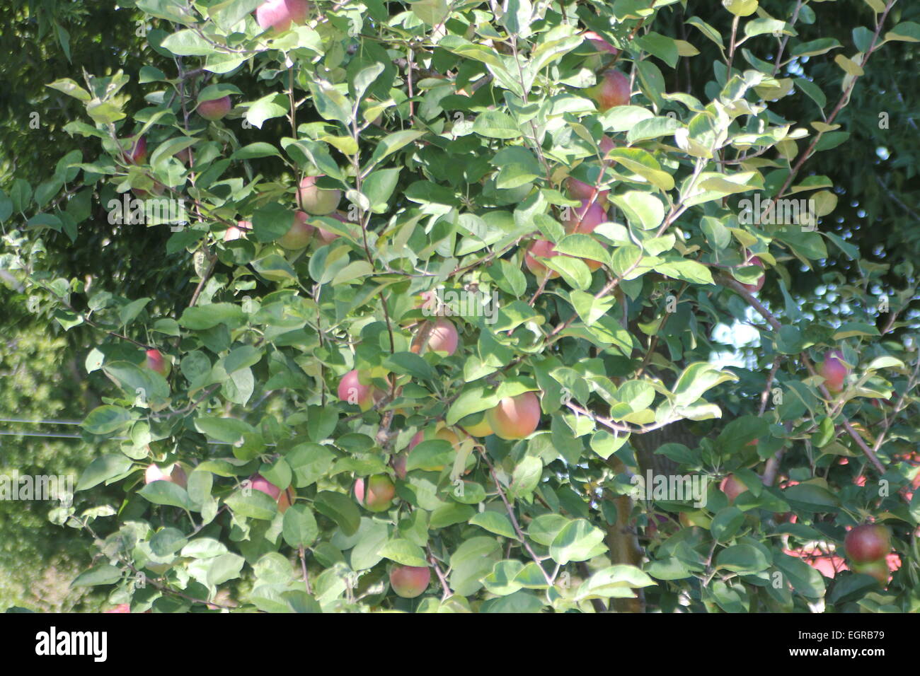 Apples on the branches of an apple tree ready for picking Stock Photo ...