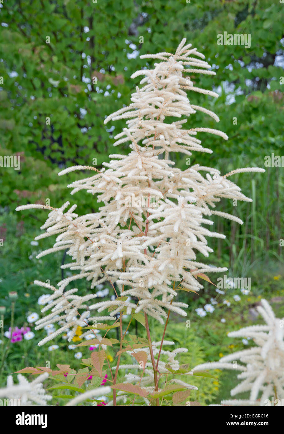 Feathery white Astilbe flowers. Green garden in July, Sweden. Stock Photo