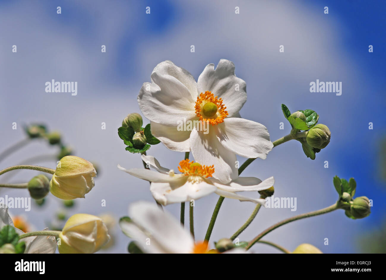 Japanese anemone with sky as the background Stock Photo