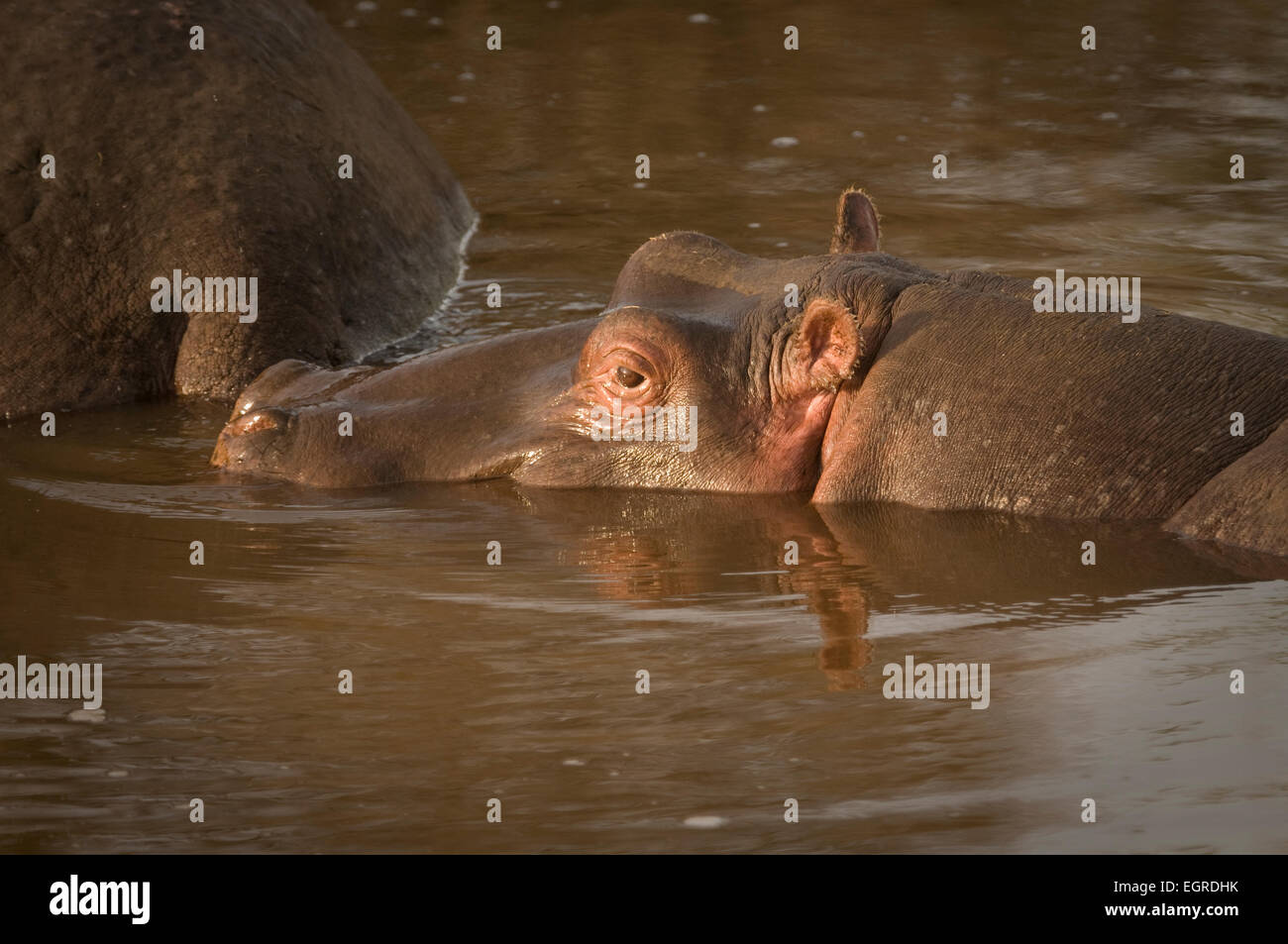 Head shot of hippopotamus in water Stock Photo