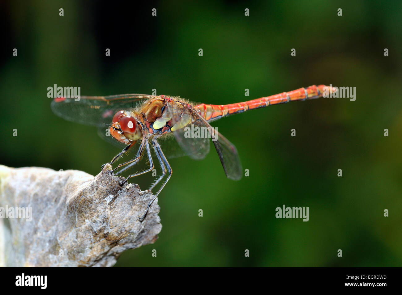 male common darter dragonfly Sympetrum striolatum Stock Photo