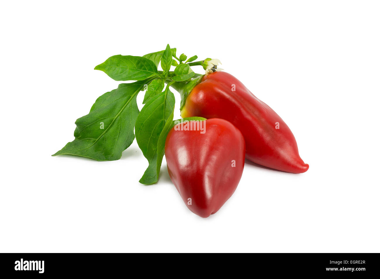 sweet red peppers on a white background Stock Photo - Alamy