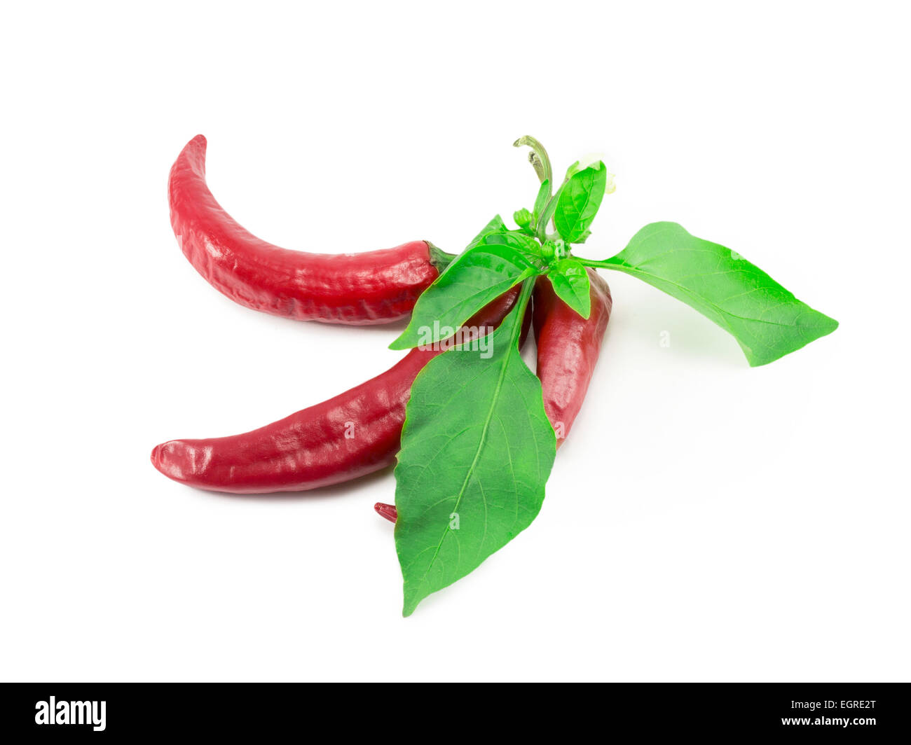 hot chili peppers on a white background Stock Photo - Alamy