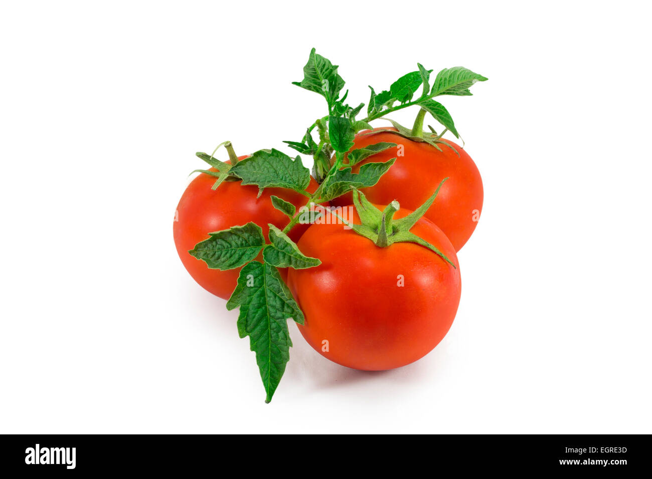 Three red tomatoes with a leaf on a white background Stock Photo - Alamy