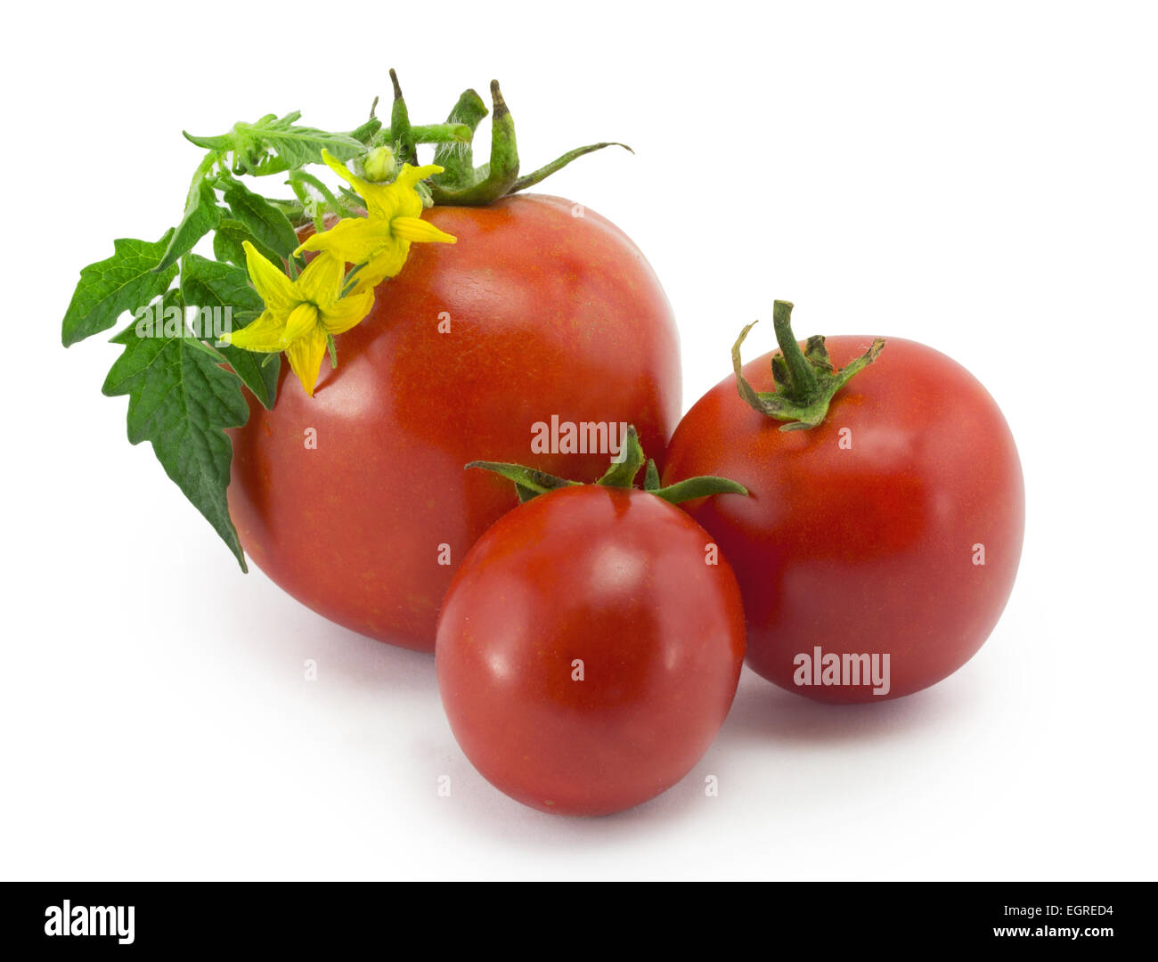 three ripe tomatoes with green leaves on a white background Stock Photo ...