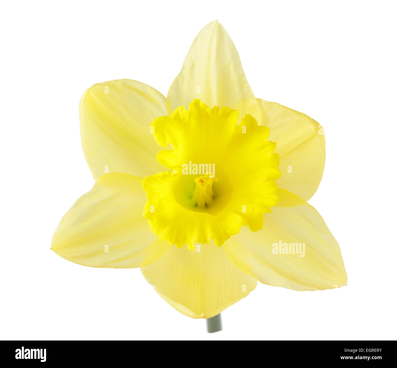 Single Daffodil Stock Photo