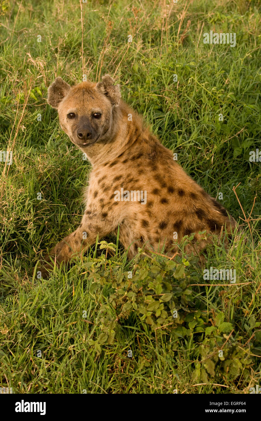 Spotted hyena sitting, watching Stock Photo