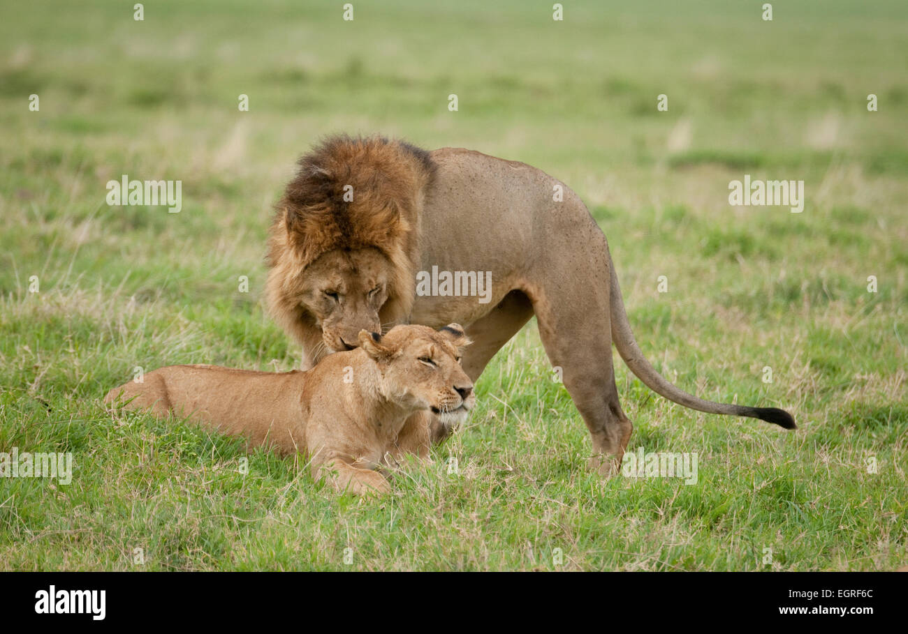 Lion by lioness showing courtship display Stock Photo