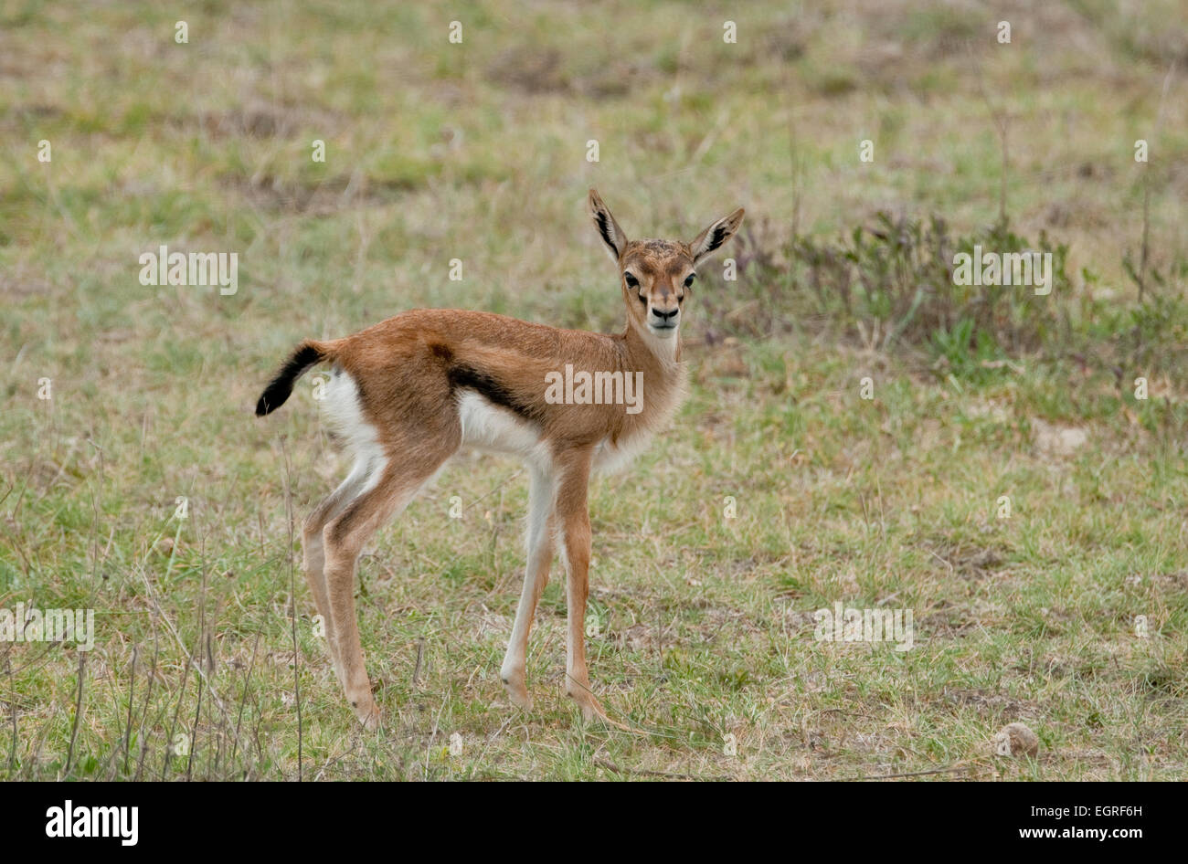 Baby gazelle hi-res stock photography and images - Alamy
