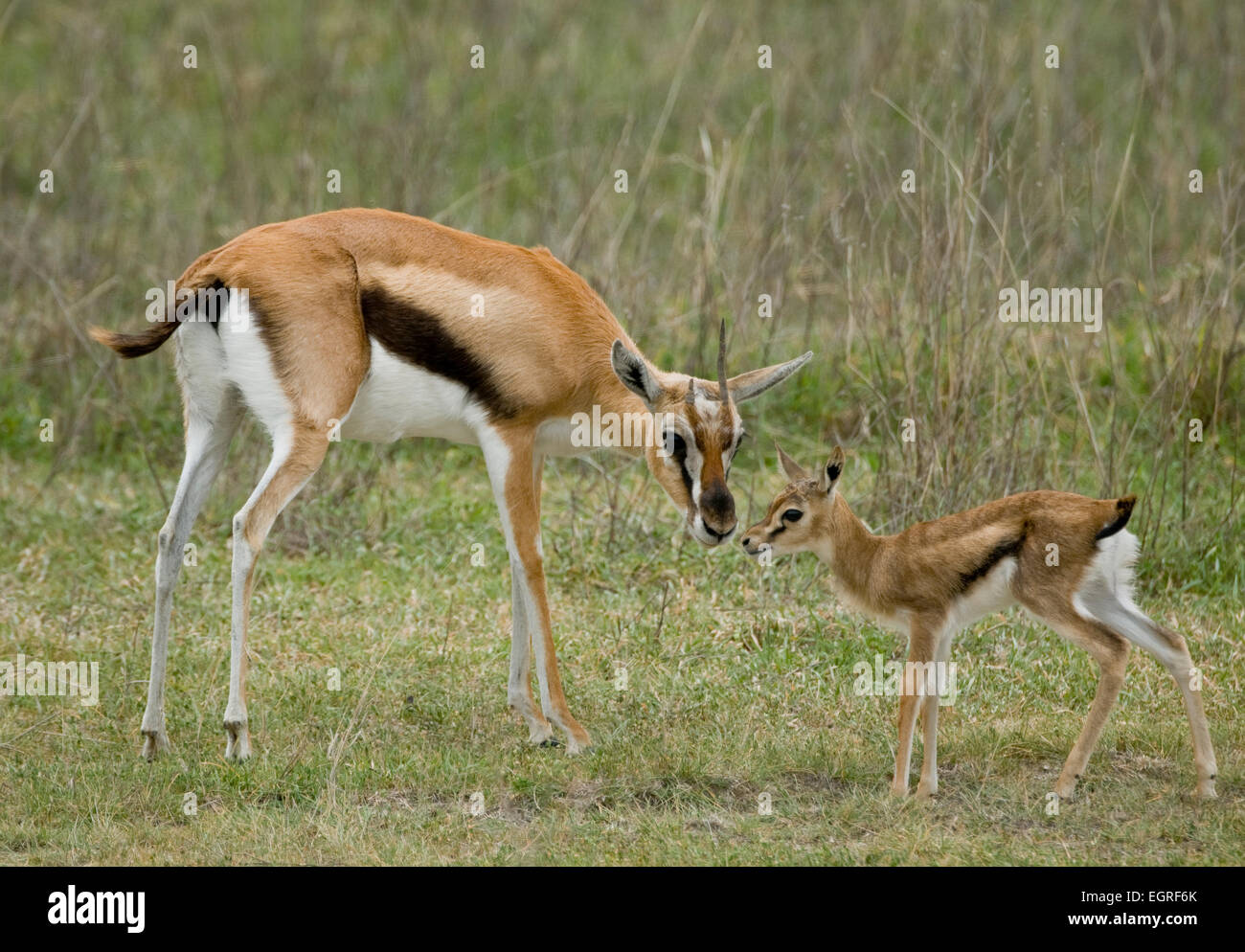 Baby gazelle hi res stock photography and images Alamy