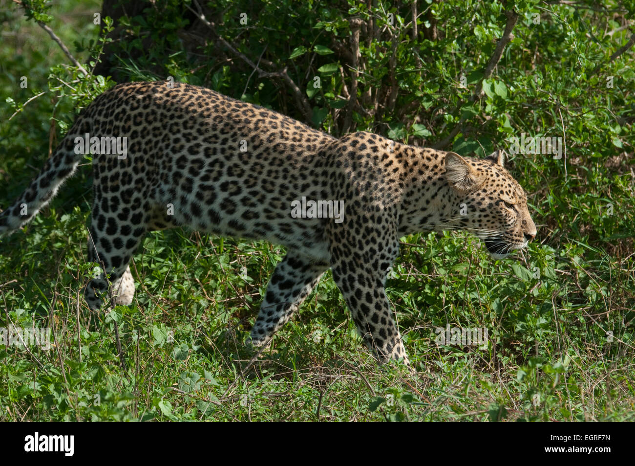 African leopard walk hi-res stock photography and images - Alamy