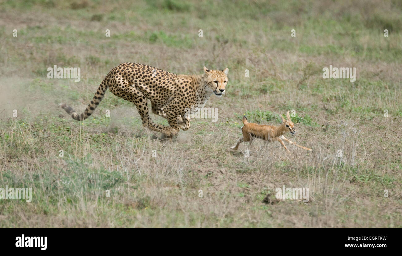 Cheetah chasing gazelle hi-res stock photography and images - Alamy