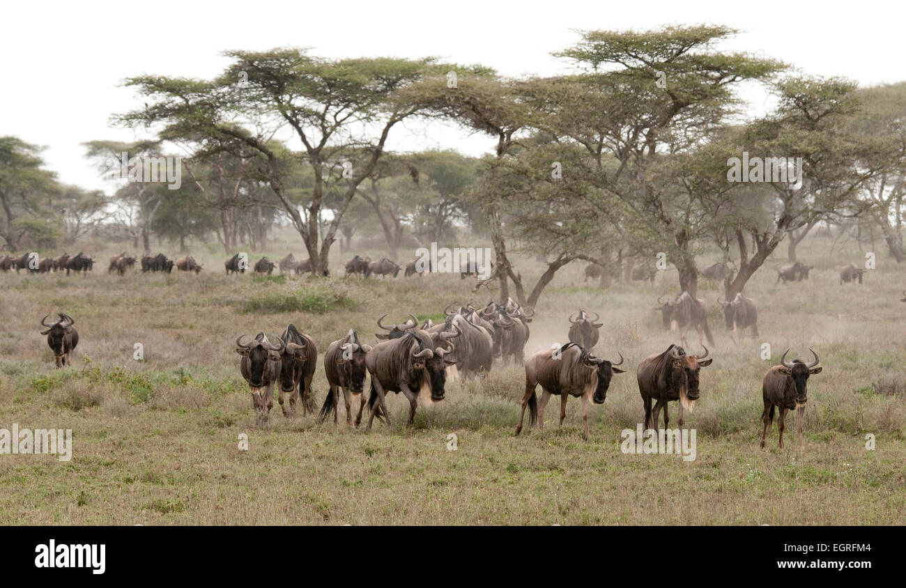 White-bearded wildebeest herd walking in plains Stock Photo