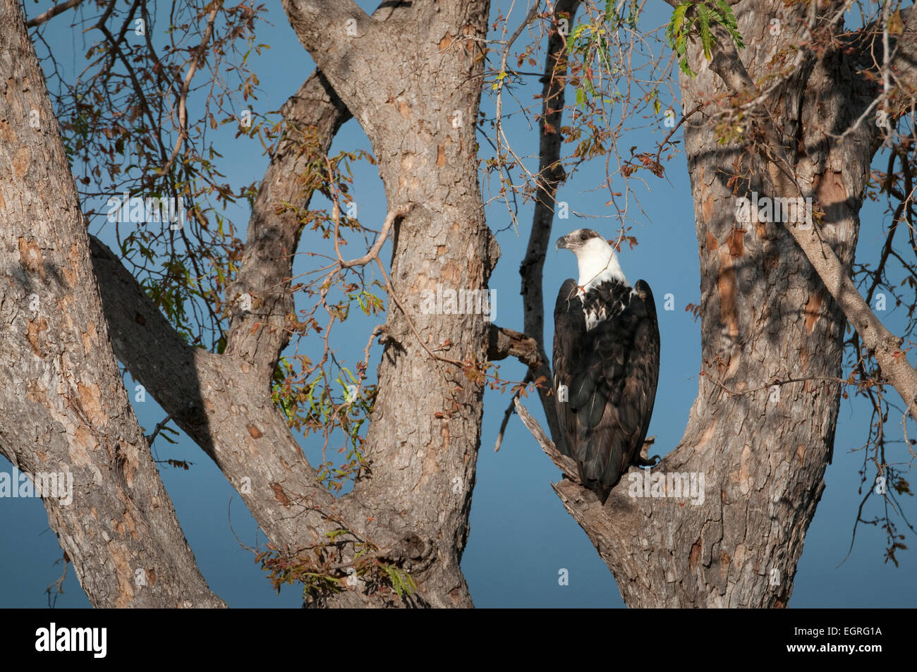 African Fish Eagle perched on limb Stock Photo