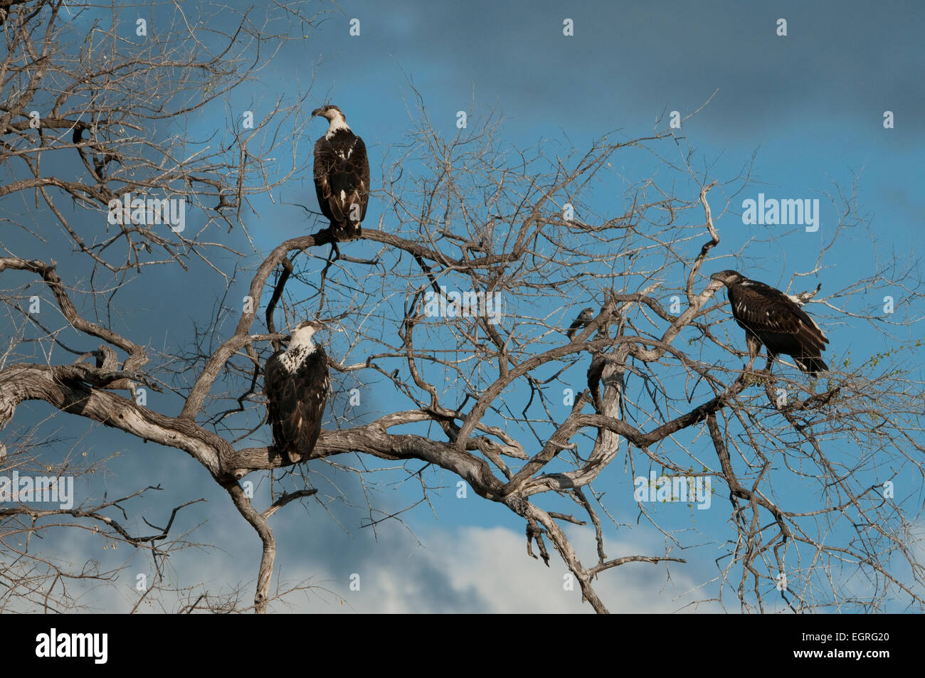 African Fish Eagles perched on limbs Stock Photo