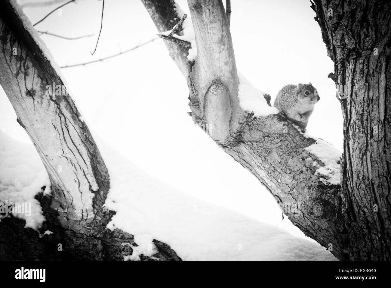 Squirrel snow Black and White Stock Photos & Images - Alamy