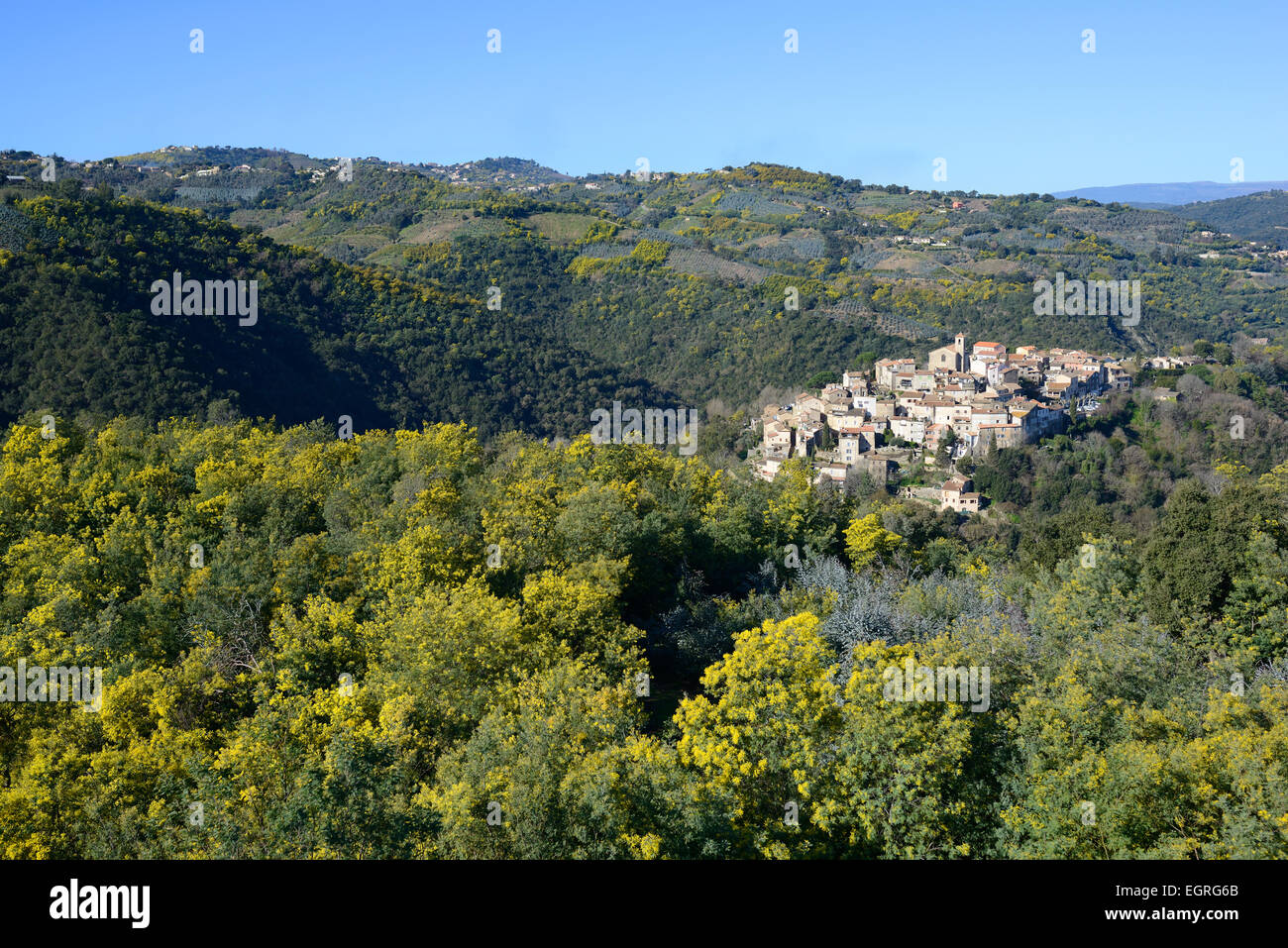 Perched medieval village surrounded by mimosa trees in full bloom in winter. Auribeau-sur-Siagne, Alpes-Maritimes, French Riviera, France. Stock Photo