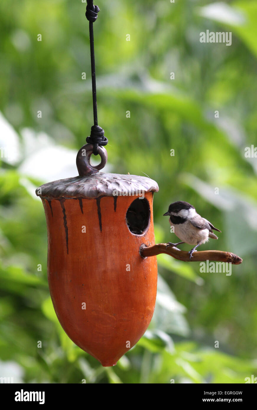 Carolina chickadee on ceramic birdhouse Ohio Stock Photo
