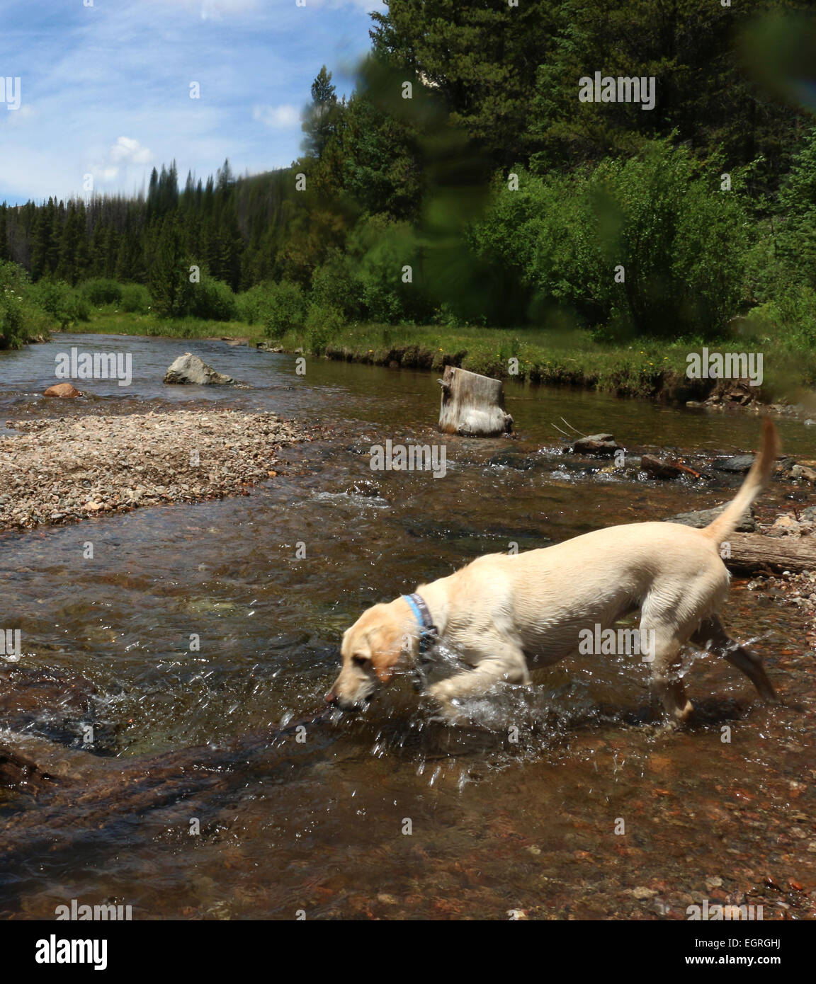 Dog in mountain hi-res stock photography and images - Alamy