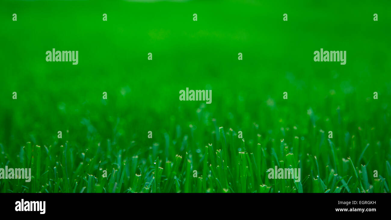 fresh green grass background texture Stock Photo - Alamy