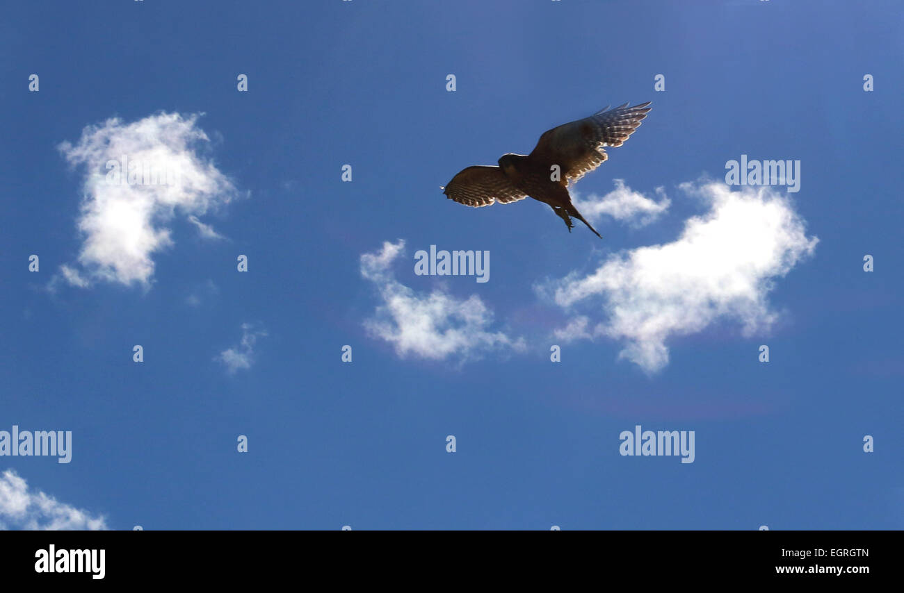 New Zealand falcon diving flying Stock Photo