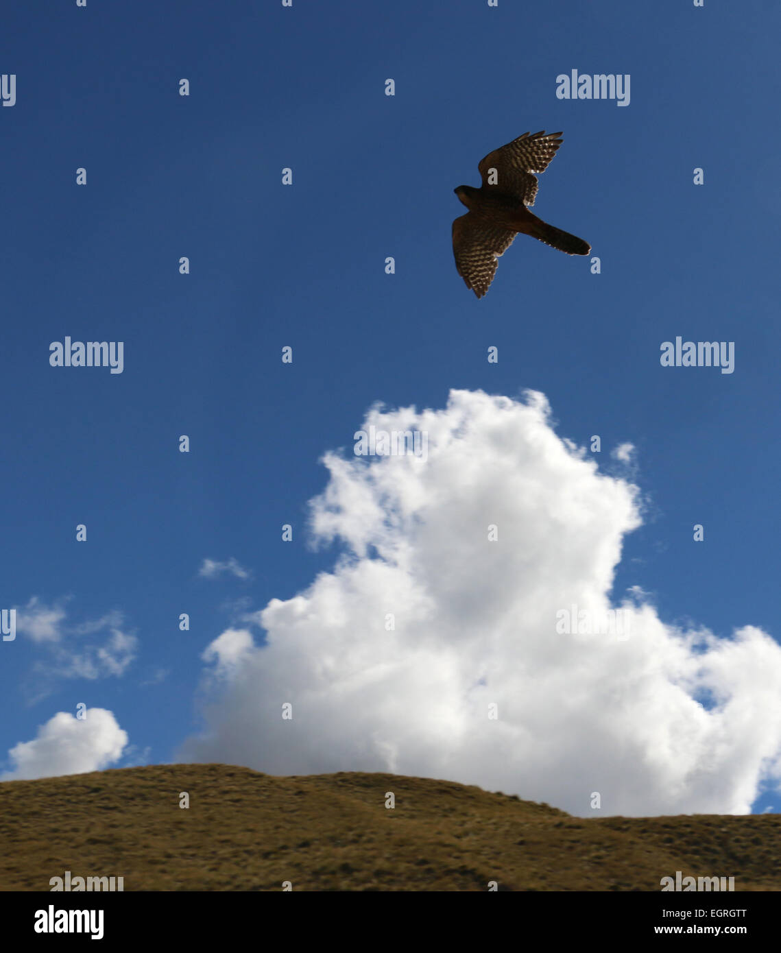 New Zealand falcon diving flying Stock Photo